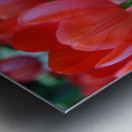 Red Tulips Metal print