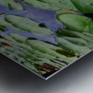 Water Lily 2 Metal print