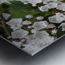 White Mountain Laurel Metal print