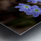 Hepatica Metal print