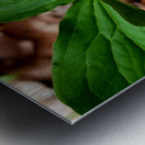 White Trillium Bud Impression metal