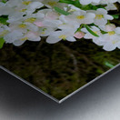 Apple Blossoms Impression metal