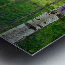 Maine Lupines Metal print