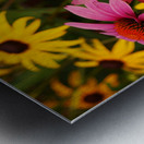 Echinacea And Rudbeckia Metal print