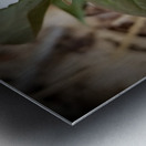 Painted Trillium Metal print