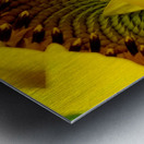 Unfurling Sunflower Metal print