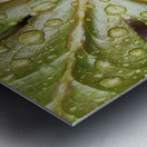 Raindrops On Mayapple Metal print