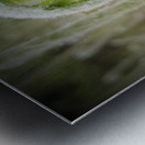 Fiddlehead Metal print