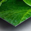 Skunk Cabbage Furls Metal print