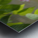 Native Azalea 2 Metal print