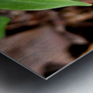 White Trillium Bud 1 Metal print