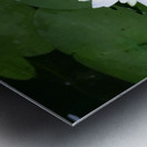 Water Lily 1 Metal print