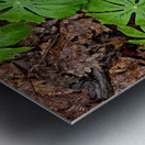 Mayapples Metal print