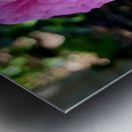 Ranunculus Metal print