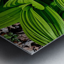 Green False Hellebore Metal print