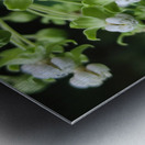 Poke Milkweed Metal print