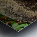 Trillium Duo Metal print