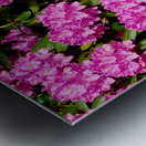 Rhododendron Metal print