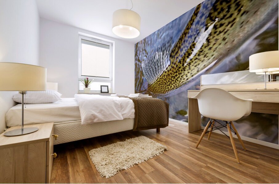 Trout Dorsal Fin Mural print