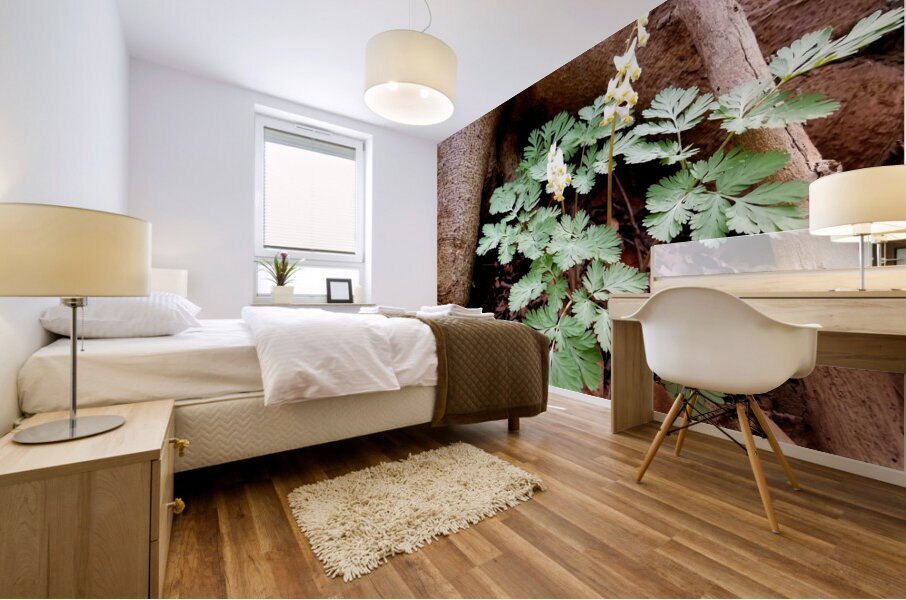 Dutchmans Breeches Mural print