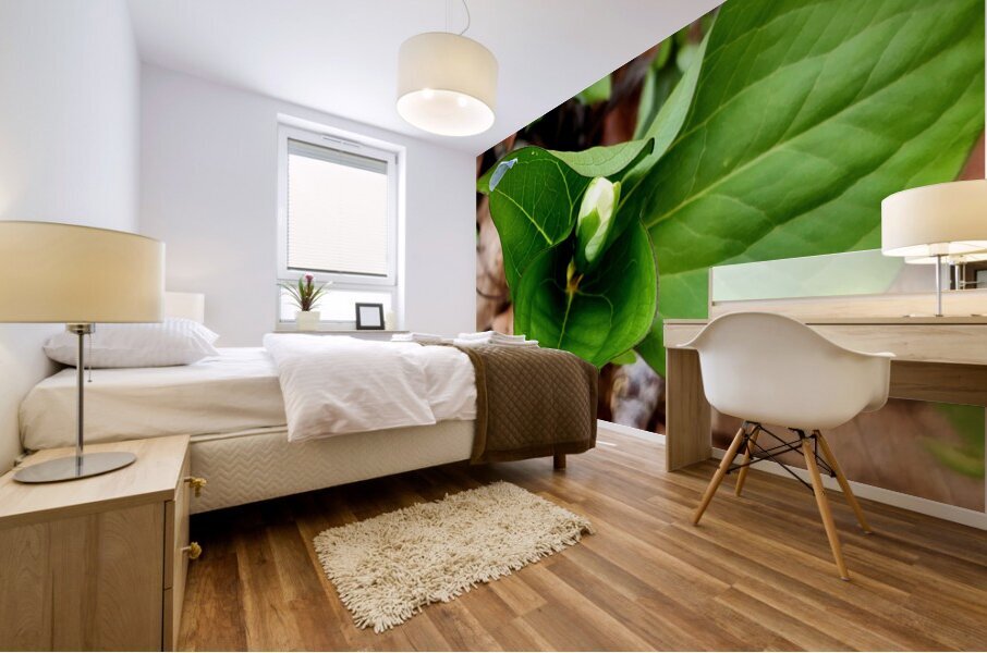 White Trillium Bud 2 Mural print