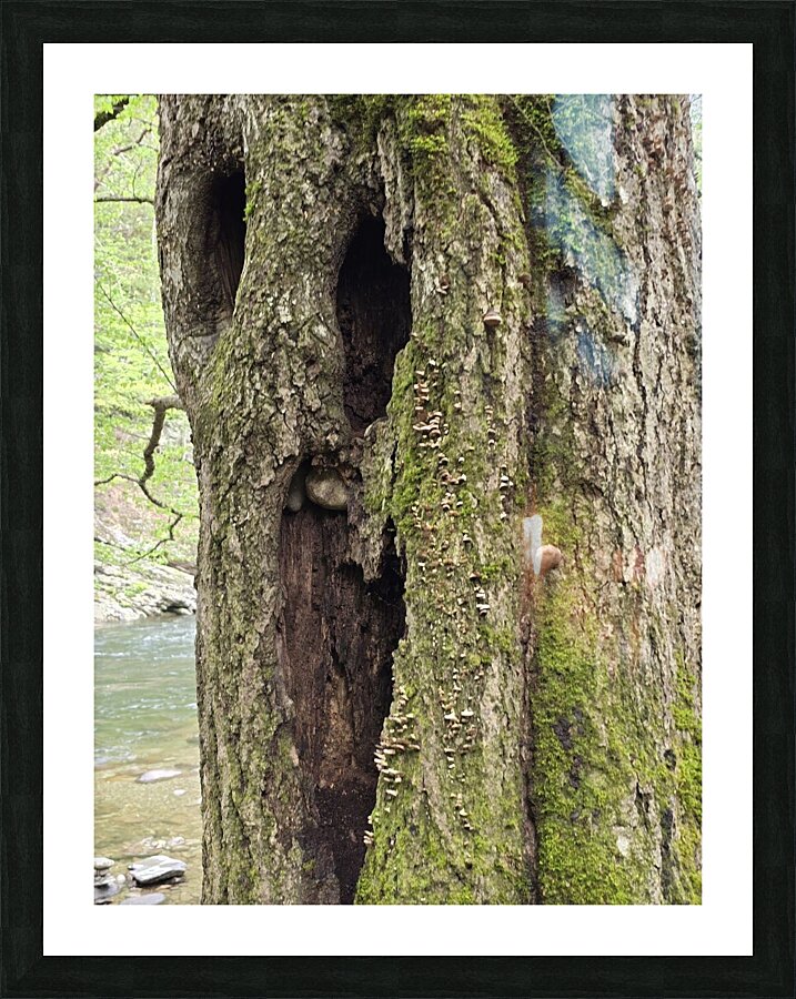 Faces Of The Smokies 2 Picture Frame print