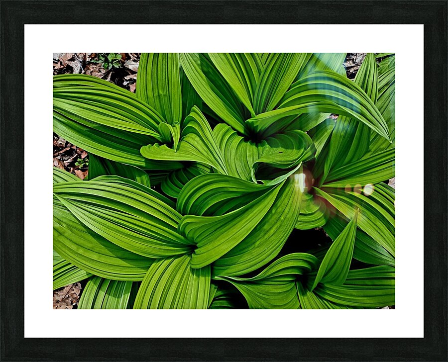 Green False Hellebore Picture Frame print