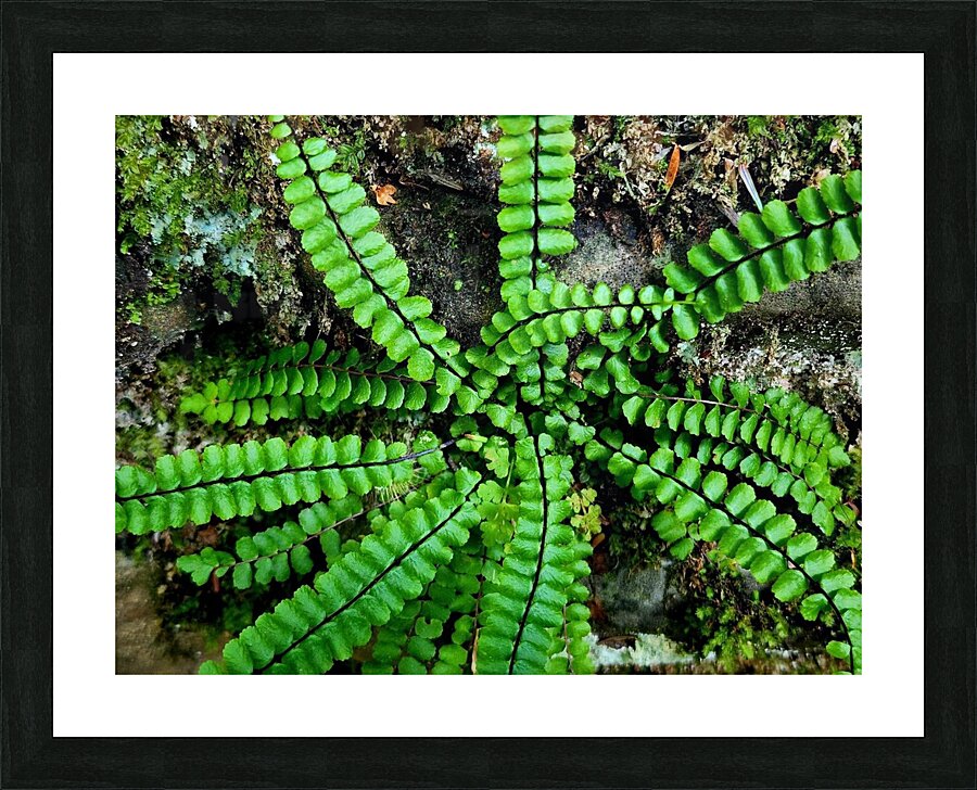 Maidenhair Spleenwort Picture Frame print
