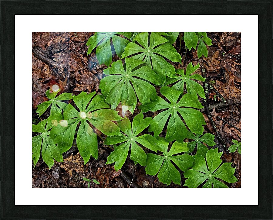 Mayapples 1 Picture Frame print