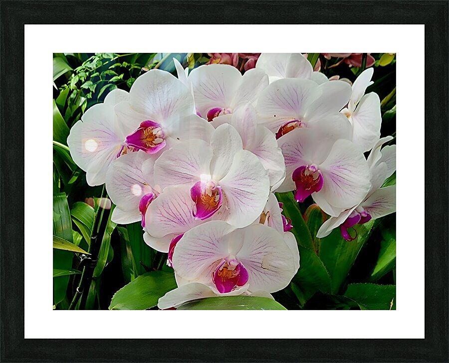 Orchid Cluster Picture Frame print