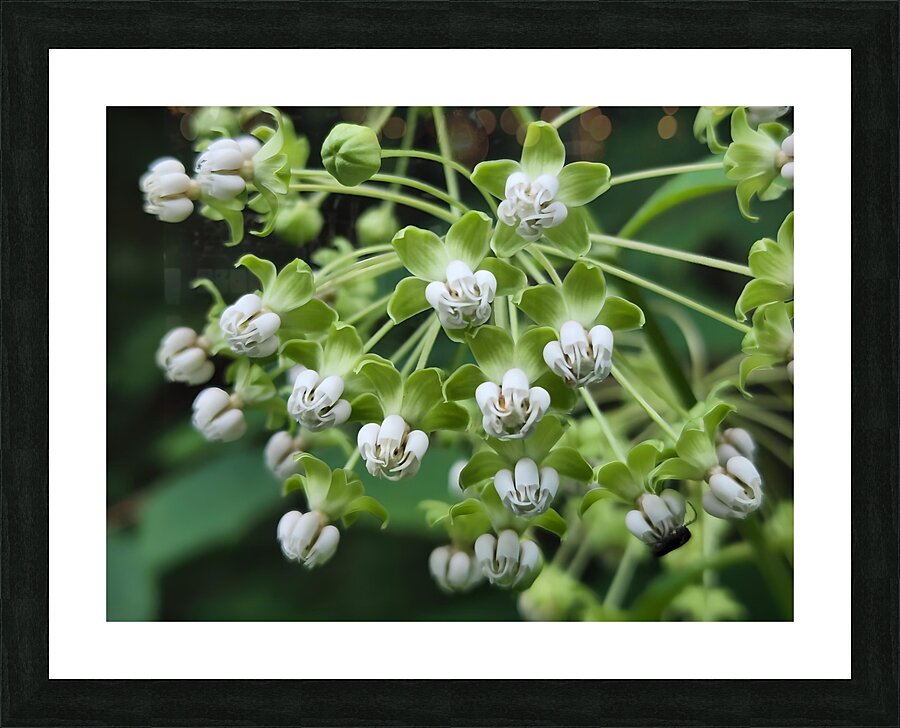 Poke Milkweed Impression et Cadre photo