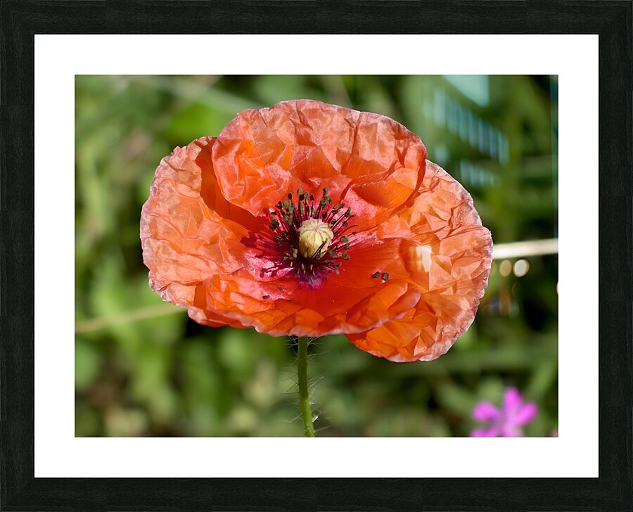 Poppy Picture Frame print