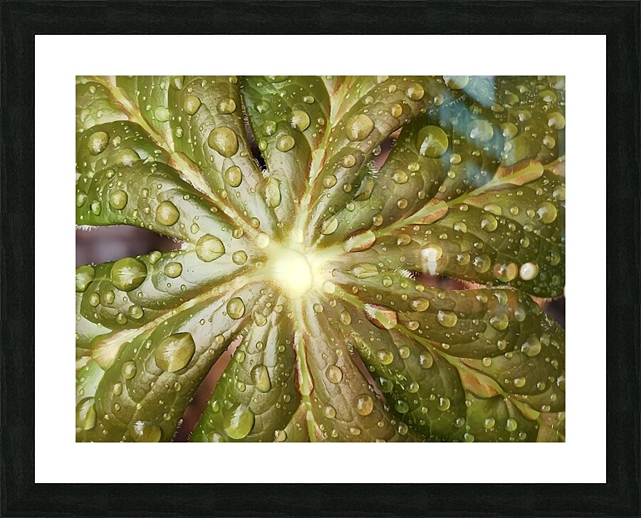Raindrops on Mayapple Picture Frame print