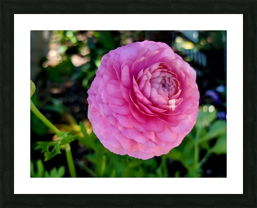 Ranunculus Impression et Cadre photo