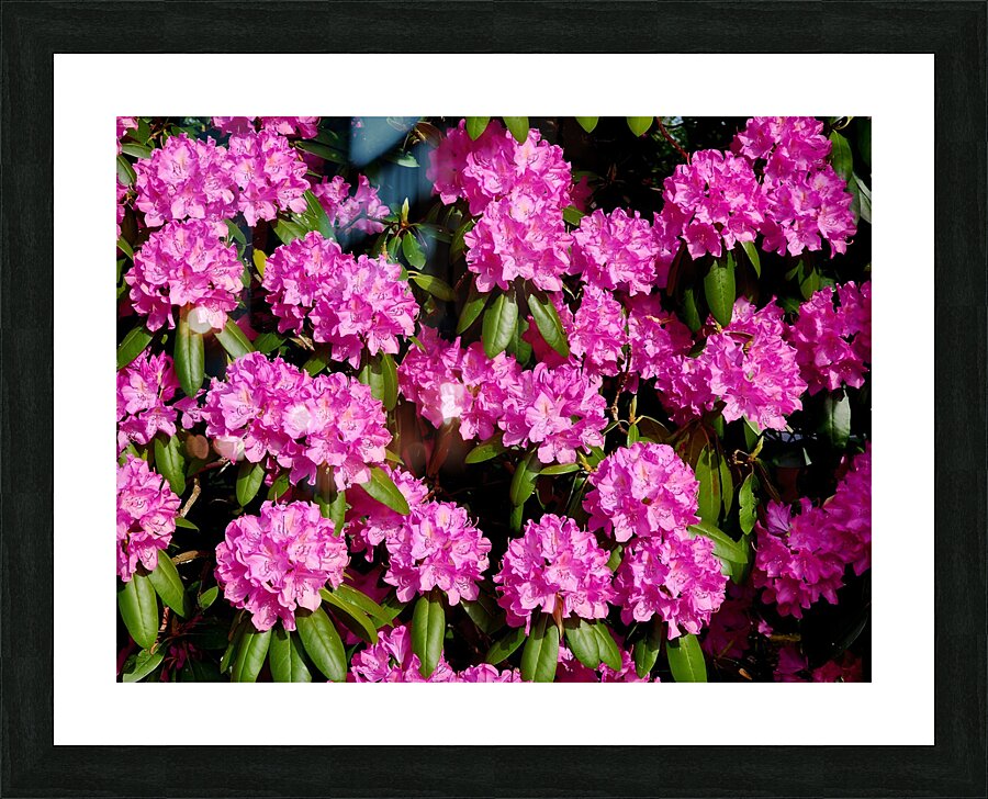 Rhododendron Picture Frame print