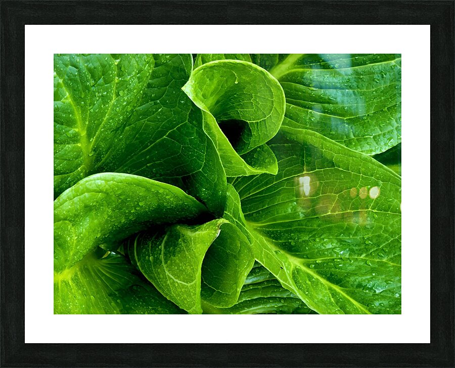 Skunk Cabbage Furls Picture Frame print