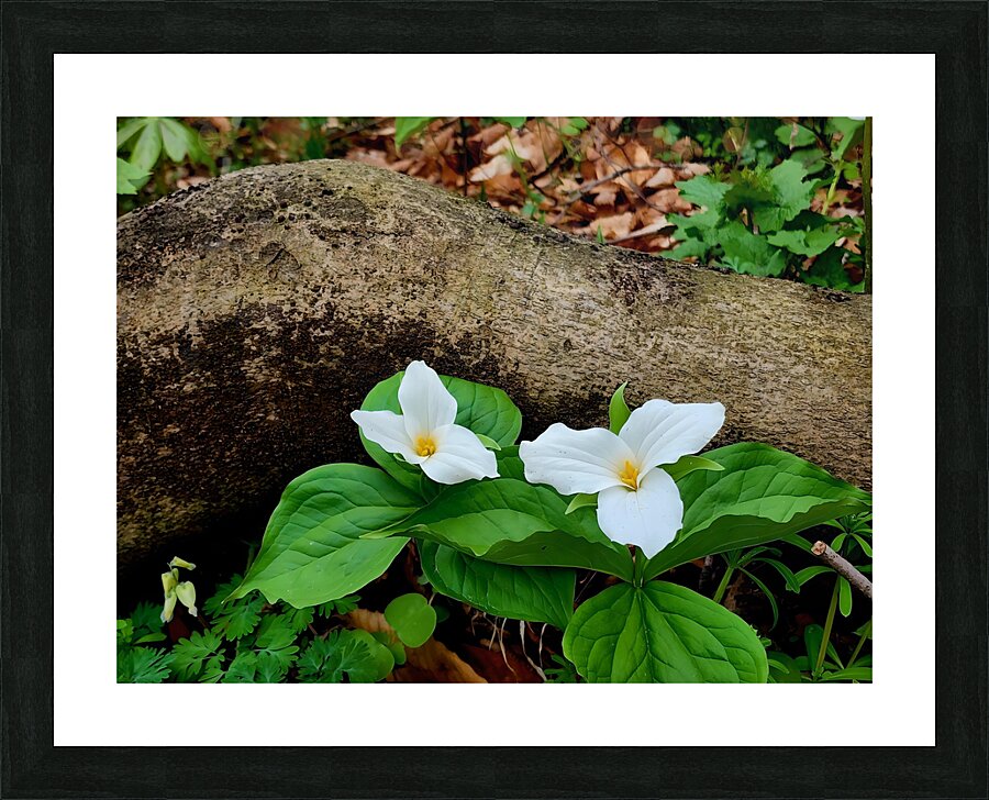 Trillium Duo Picture Frame print