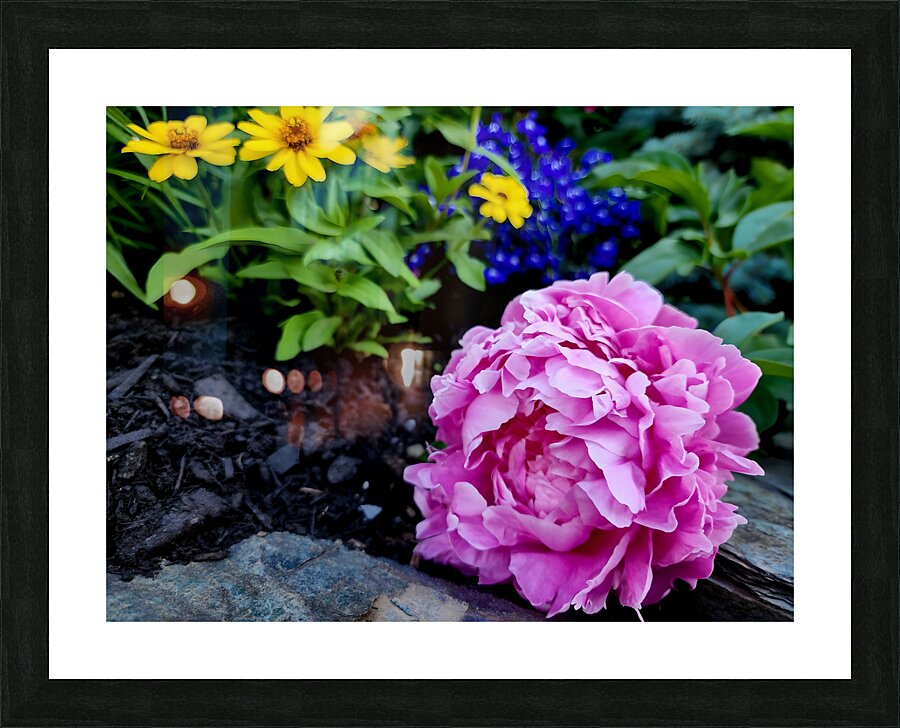 VT Peony 1 Picture Frame print
