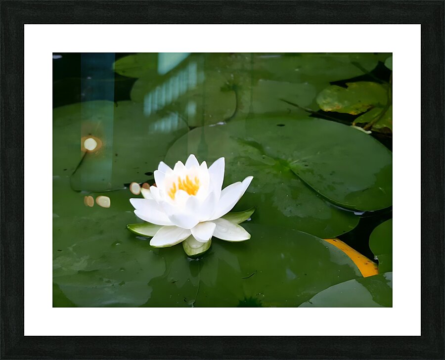 Water Lily 1 Picture Frame print