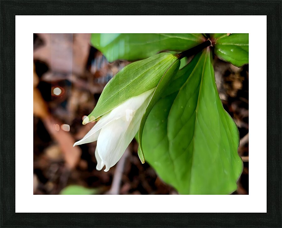 White Trillium Bud 1 Picture Frame print