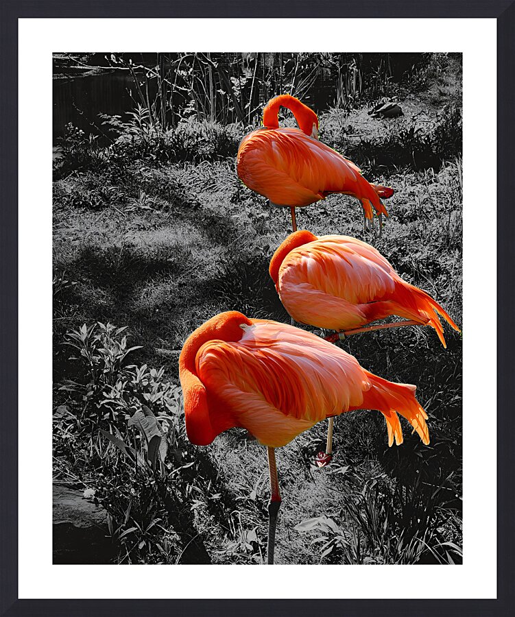 Flamingos Tucked Impression et Cadre photo