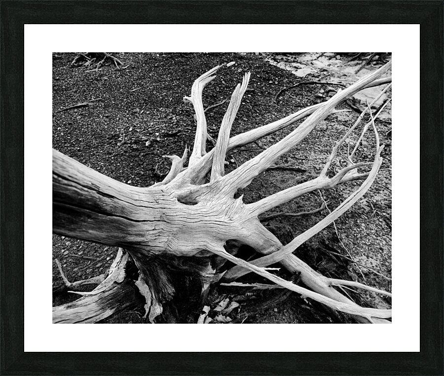 Roots Picture Frame print
