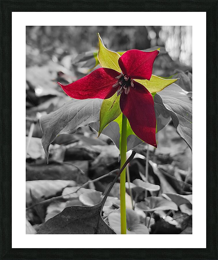 Red Trillium Picture Frame print