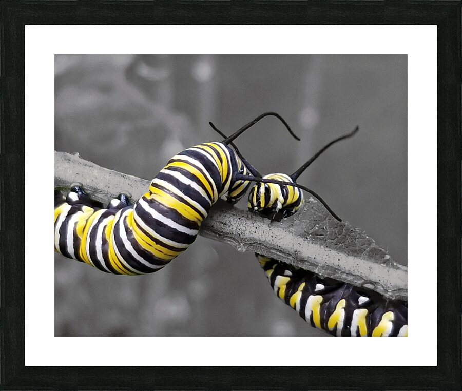 Monarch Caterpillars Picture Frame print