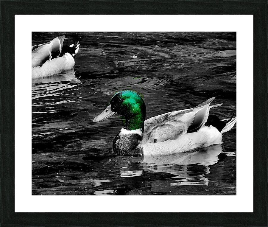 Mallard Duck Picture Frame print