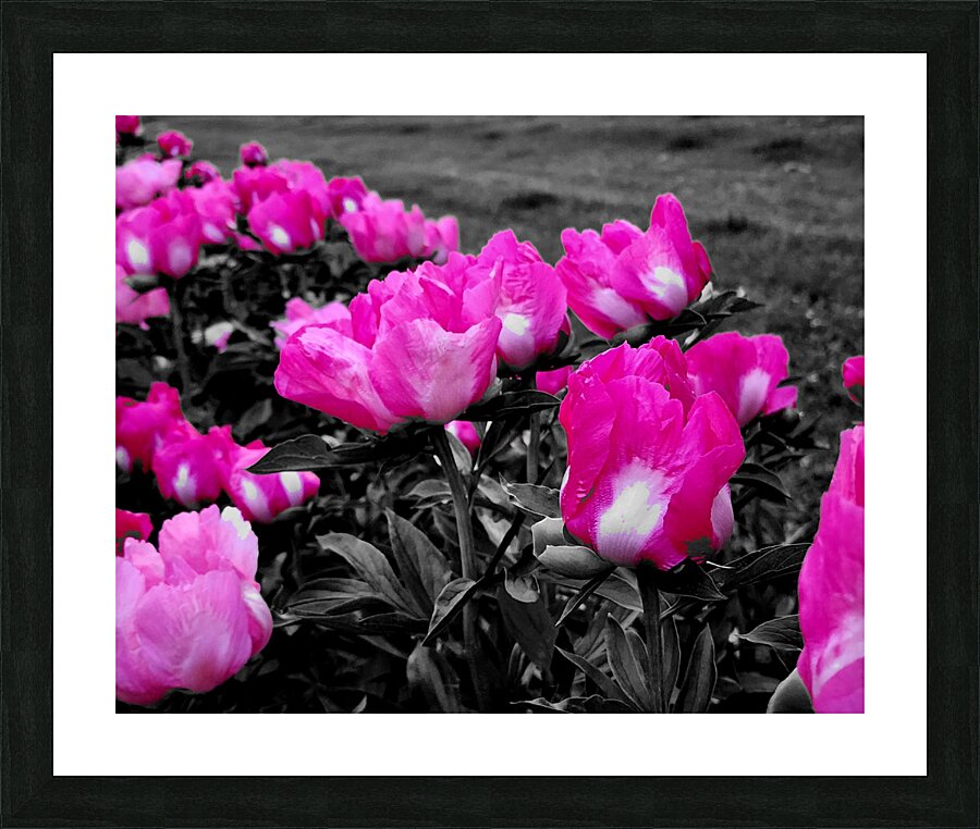Pink Peonies Picture Frame print