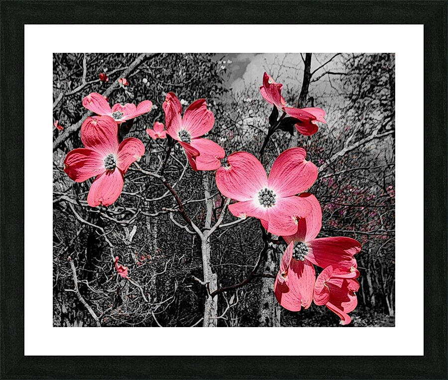 Red Dogwood Picture Frame print