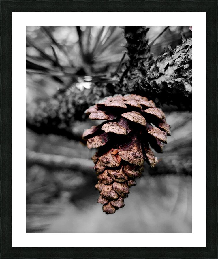 Pinecone Picture Frame print
