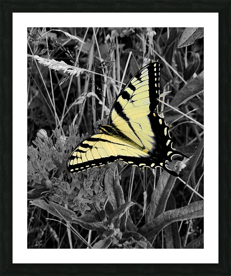Swallowtail Butterfly Impression et Cadre photo