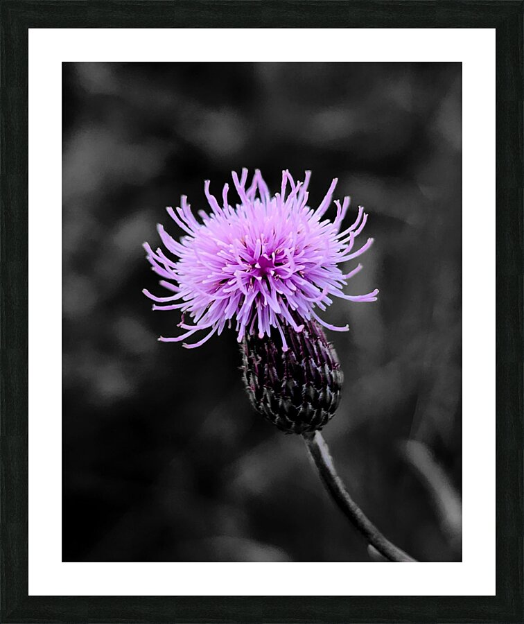 Thistle Picture Frame print